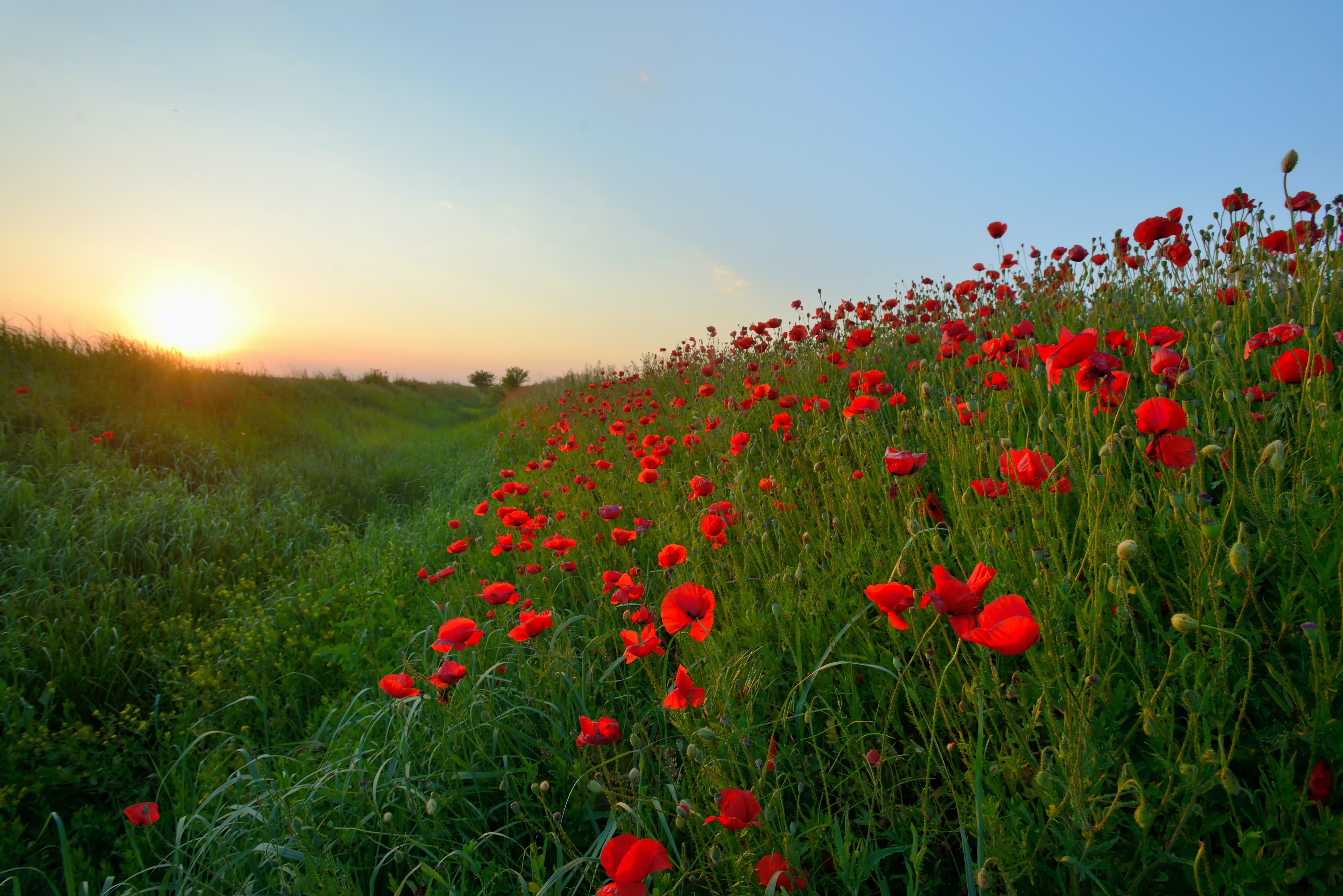 field of poppies during sunset - feature image for memorial day sales