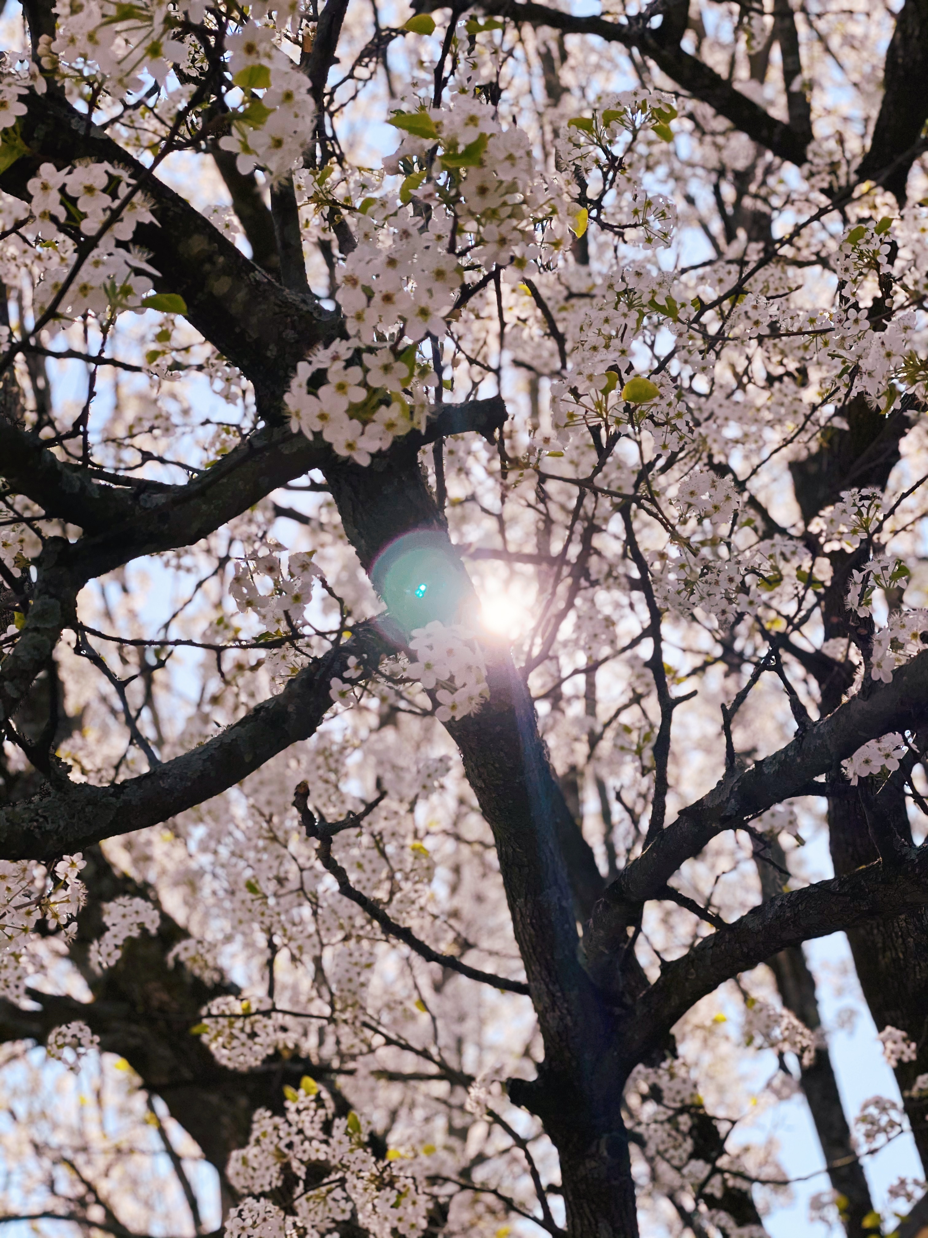 spring blooms with sun flare - inspiration for mindset motivation